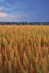 wheat-6708886_1280